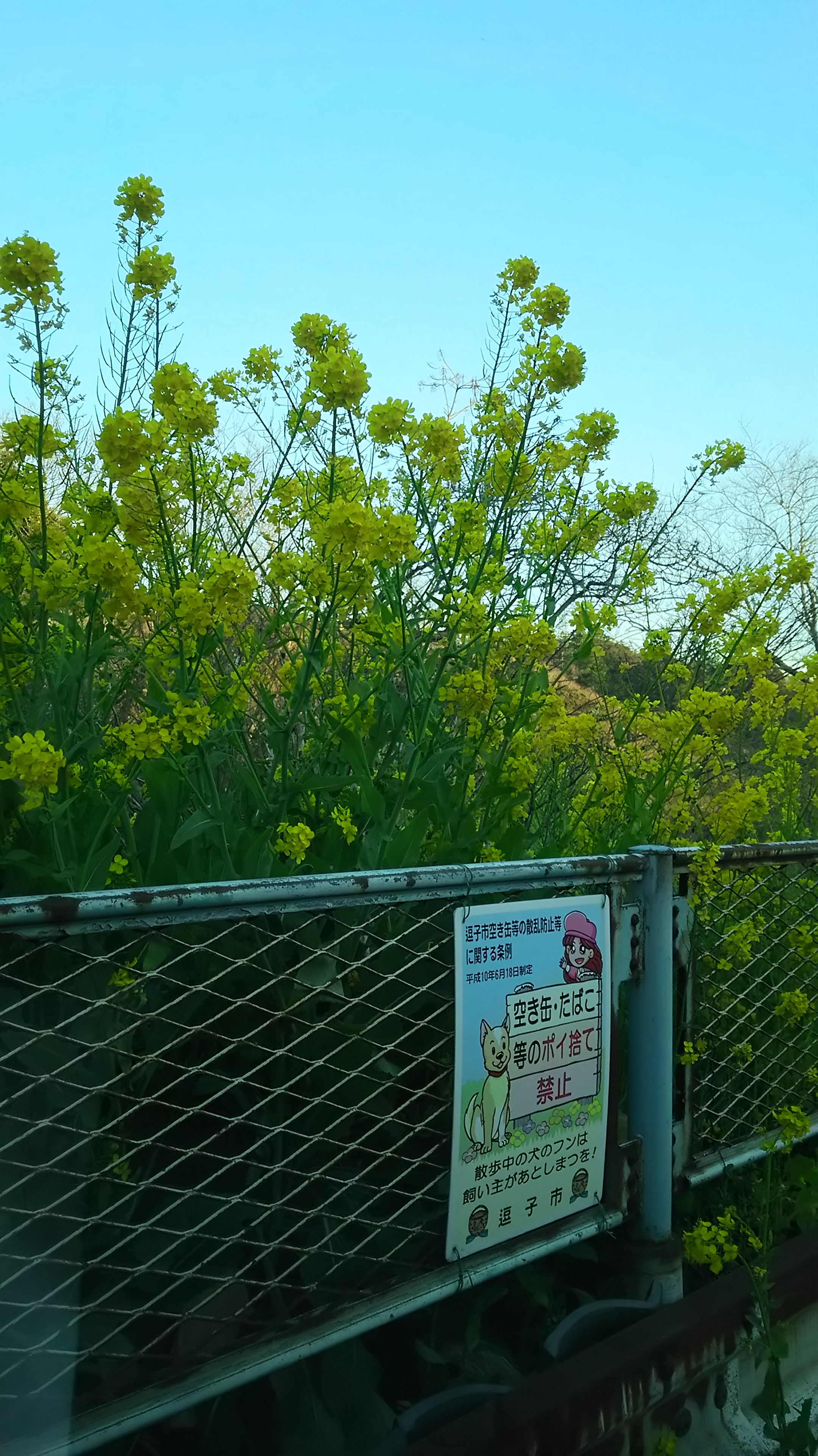 菜の花 菜の花