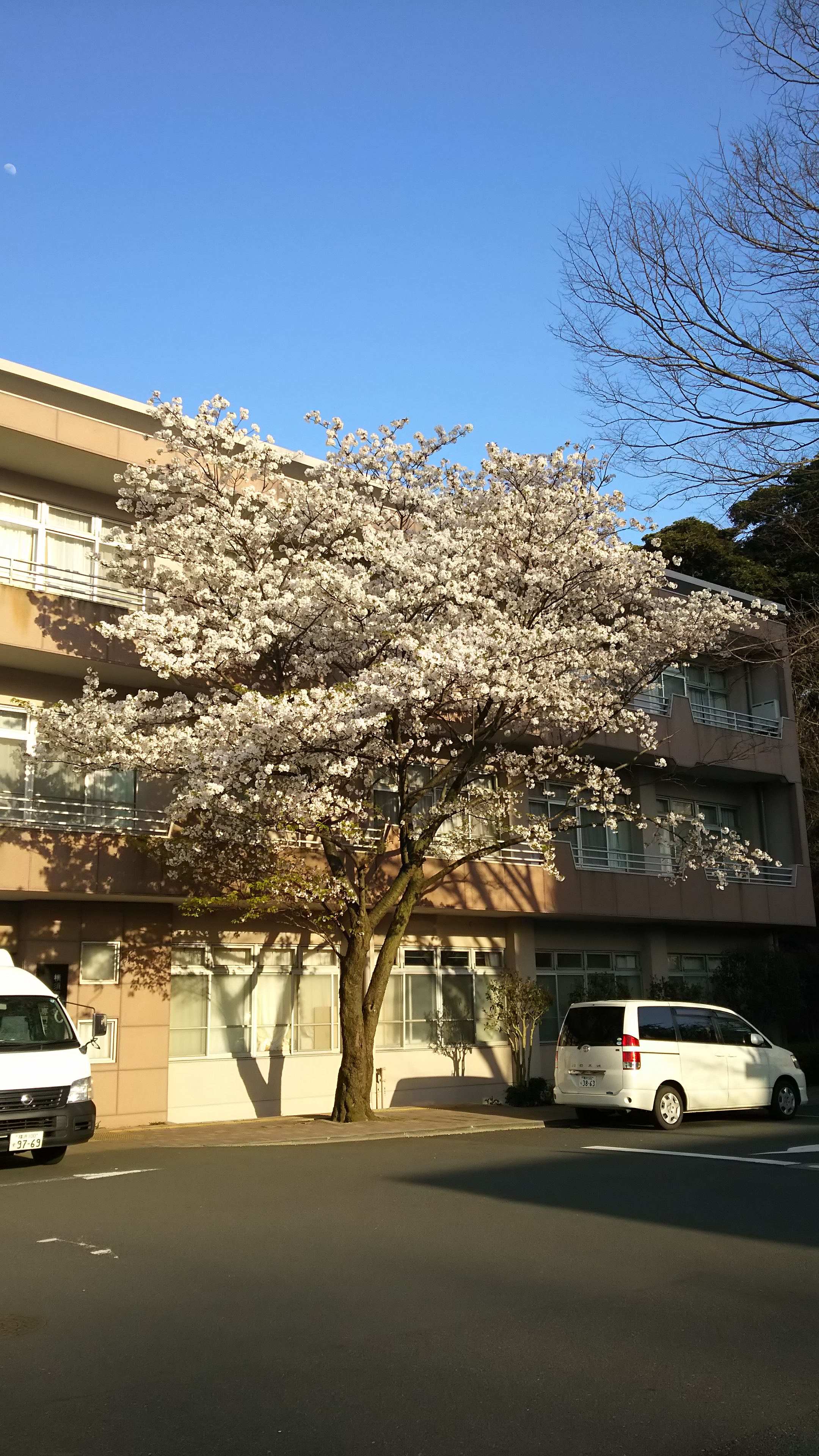 病院のさくら 病院のさくら